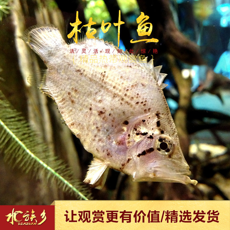 枯叶鱼观赏淡水热带鱼印度夜行鱼秘鲁虎鱼枯树叶鱼奇怪鱼水族活体