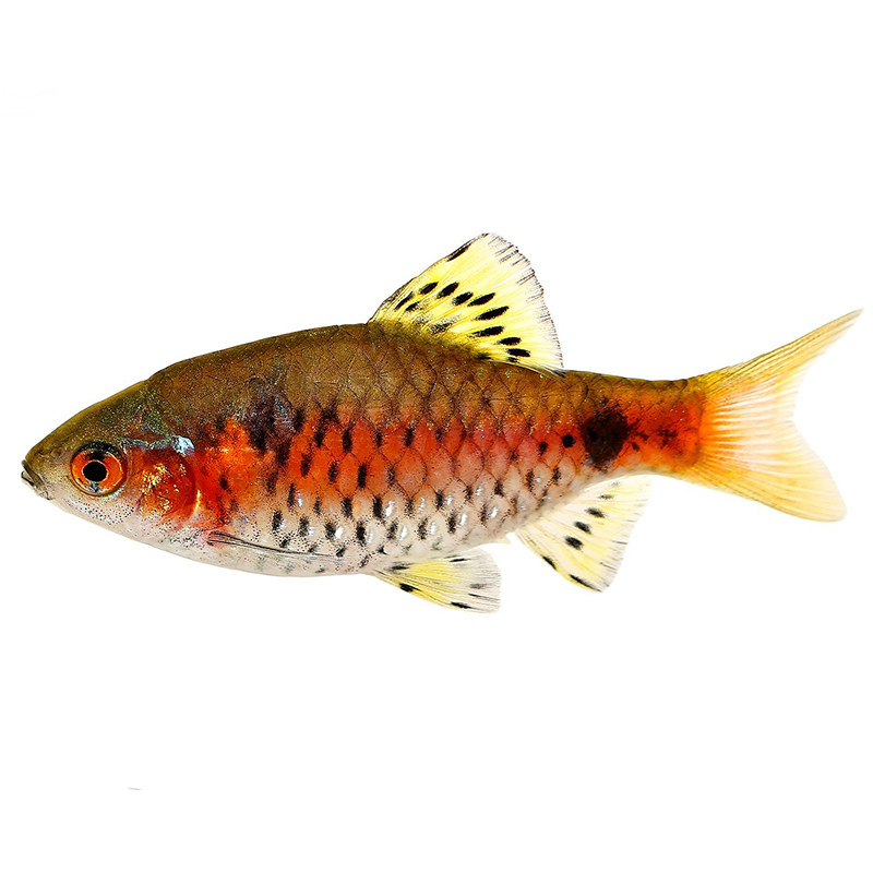钻石彩虹鲫鱼火翅彩红原生冷水淡水观赏鱼异斑鱼