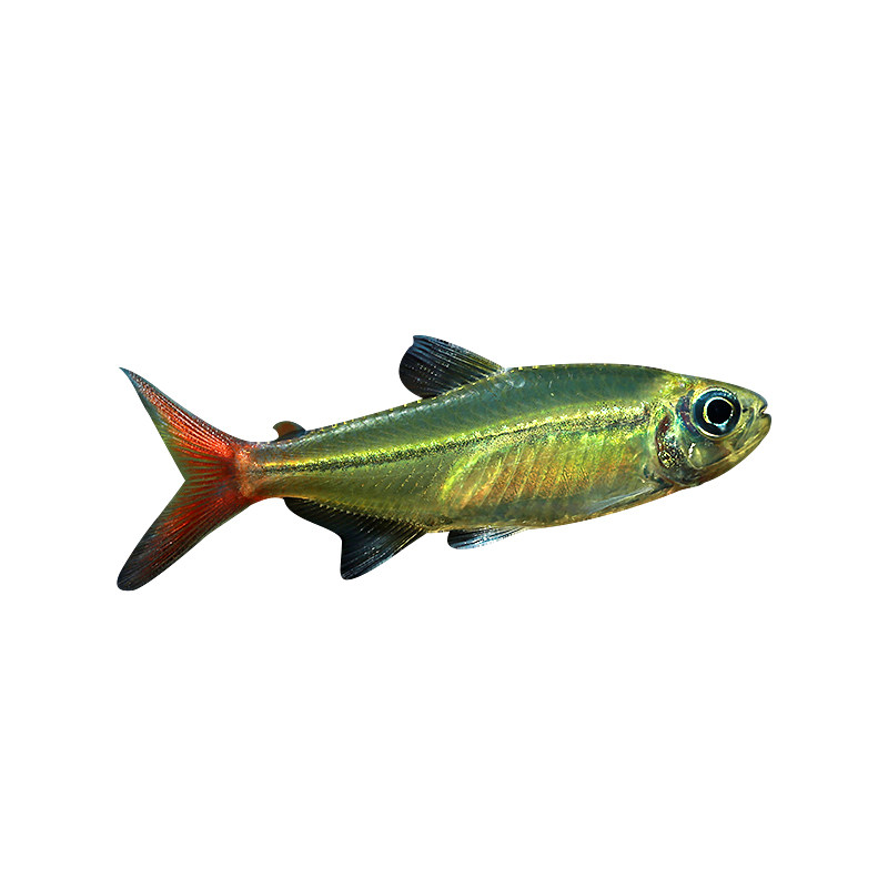 红尾科佩依翠绿南美鱼科配衣稀有高端灯科鱼草缸群游霓虹灯鱼活体