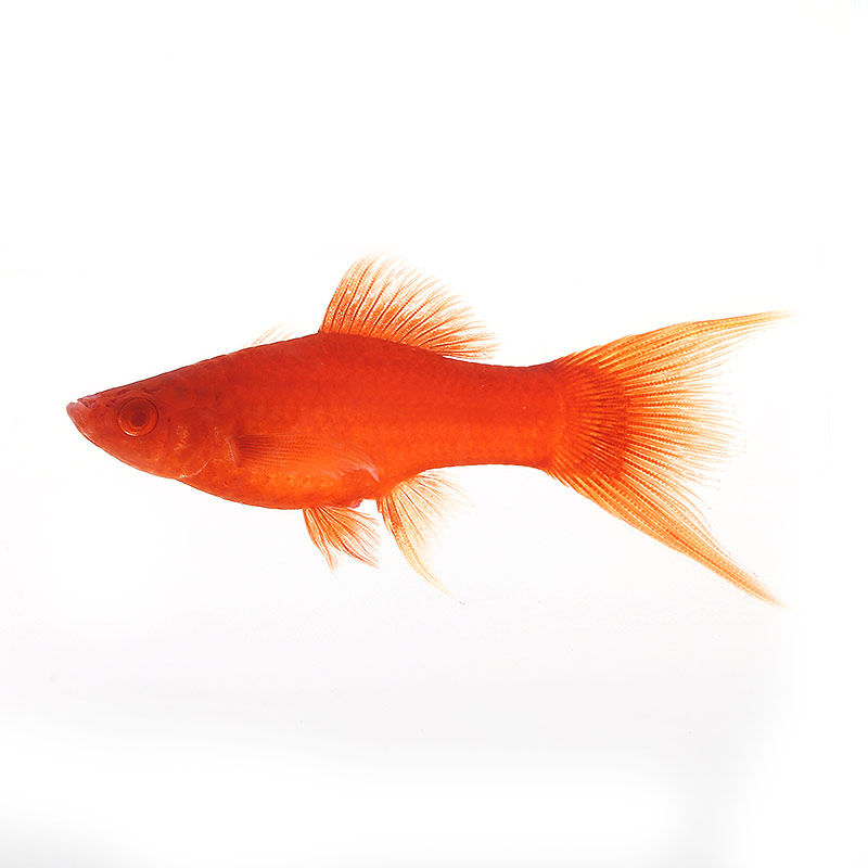 高帆琴尾剑 红鸳鸯红剑双剑鱼大背鳍高鳍红箭红箭玛丽胎生观赏鱼 - 爱