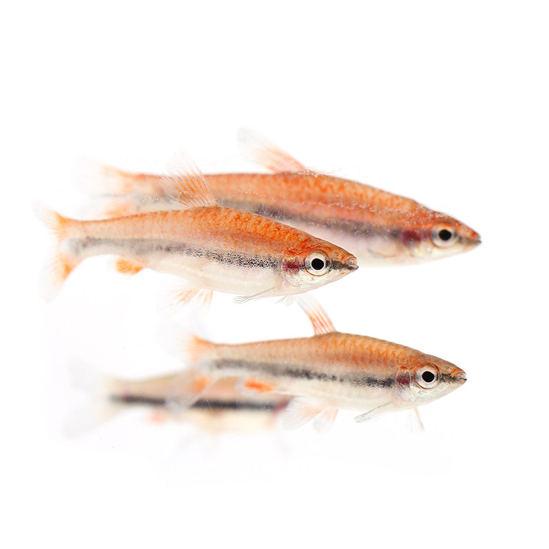 铅笔红肚橘色红头观赏鱼水草缸群小型热带活体鱼