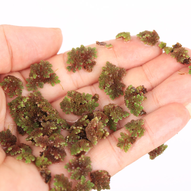 植物珊瑚萍水水草淡水淡水鱼鱼缸浮萍净化水质水草