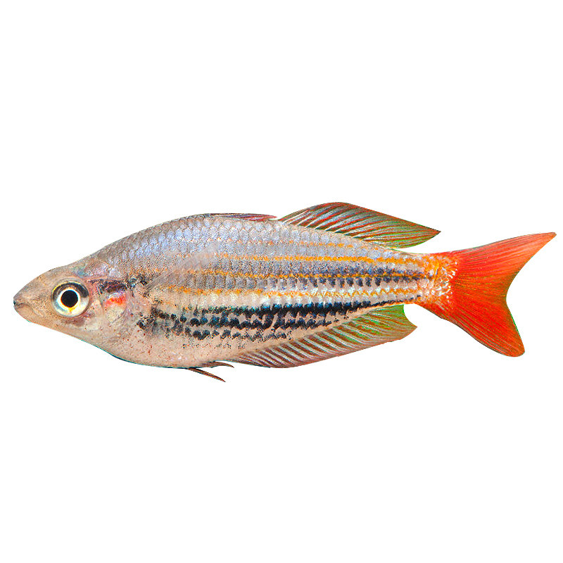 红尾美人鱼练手入门热带鱼观赏鱼易养耐寒淡水鱼红苹果鱼