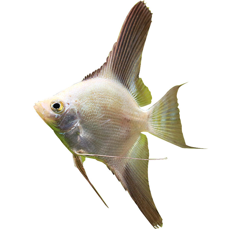 海鸥仙鱼燕鱼鱼缸白金淡水神仙热带观赏鱼台系鱼