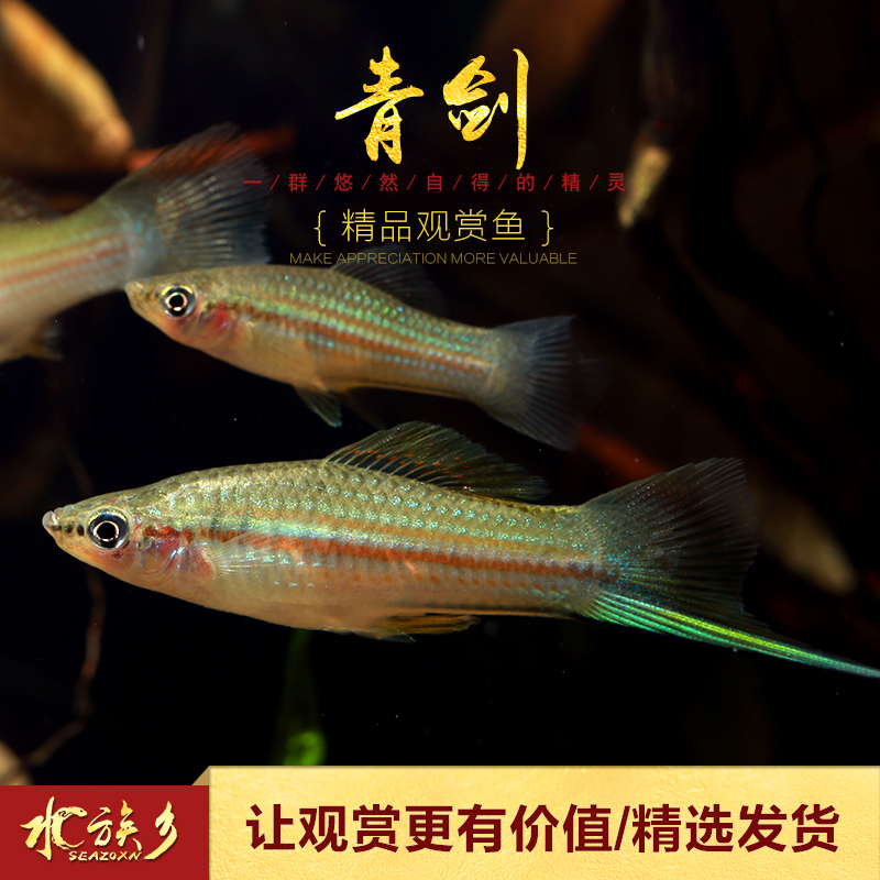 剑鱼原生蓝剑野青红剑鼻祖苹果红蓝剑尾鱼观赏鱼鱼