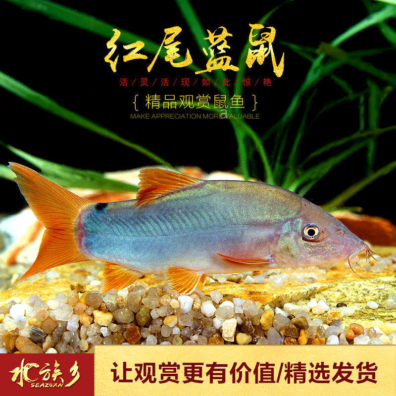 红尾纹鼠冠蓝鼠皇三间蓝鼠老鼠中大型蓝鼠进口鱼