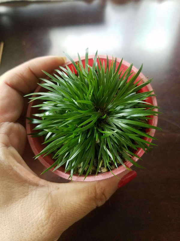 留园荷园金钱蒲草菖蒲小品时令草本花卉