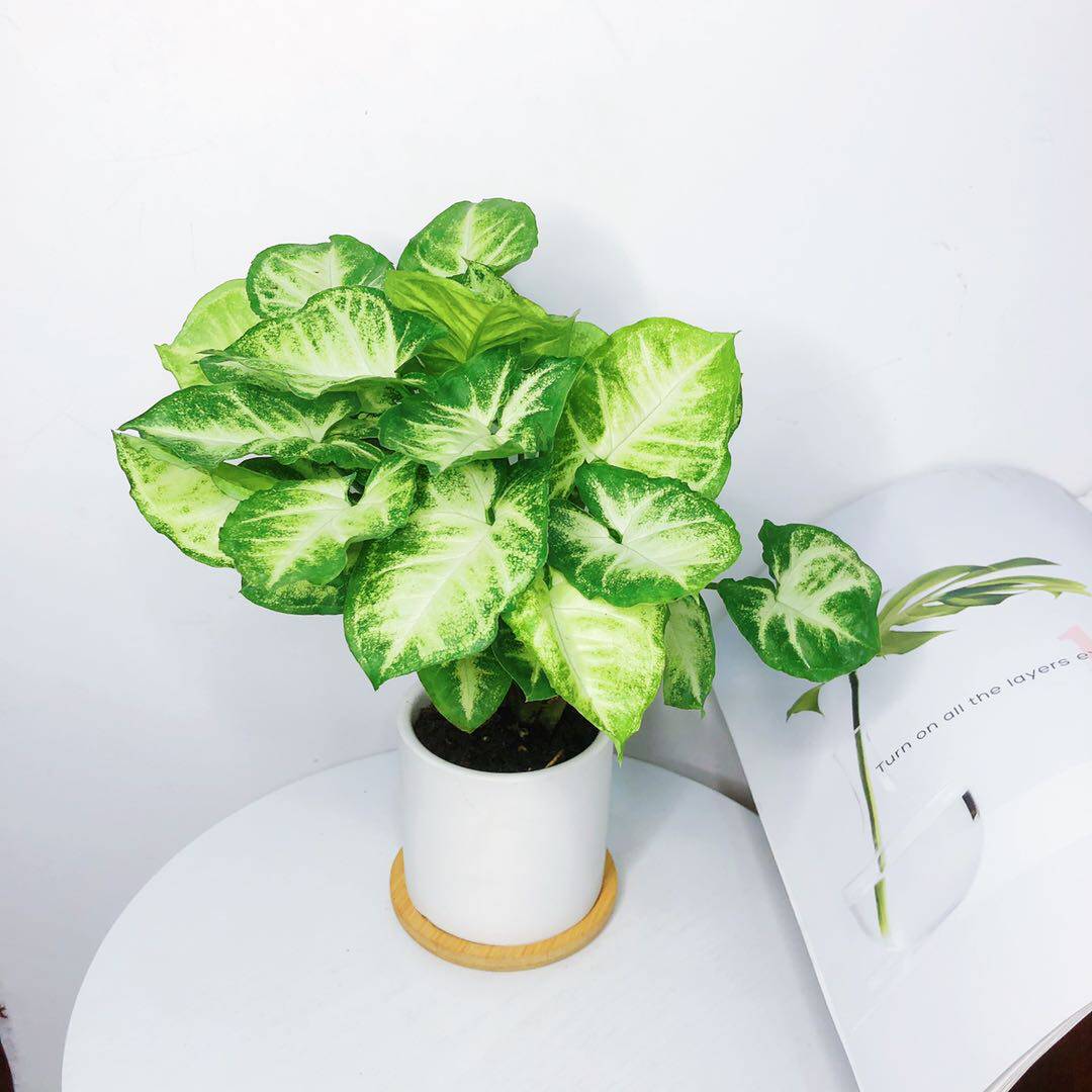 绿精灵养好绿植四季水培办公室桌面盆栽花卉植物绿植