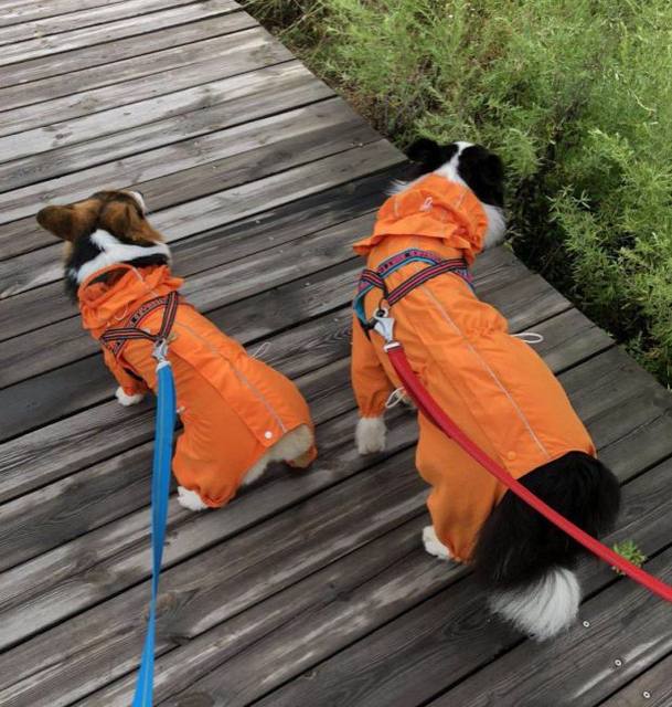 Small short-legged back zipper legs pet raincoat waterproof lightweight breathable soft Small short-legged back zipper legs pet raincoat waterproof lightweight breathable soft