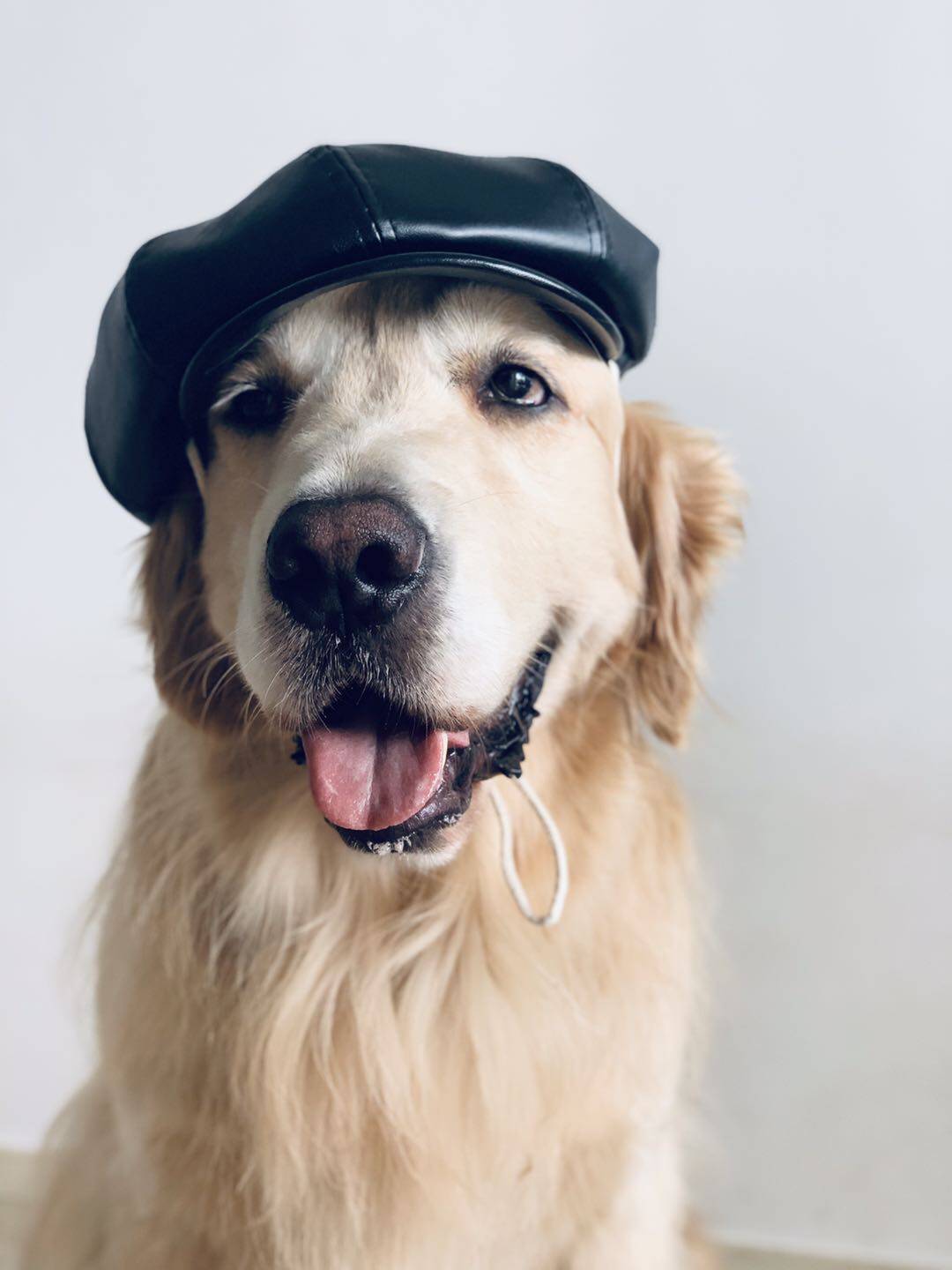 时尚皮帽搭配本店皮衣机车金毛宠物大狗帽子帽子