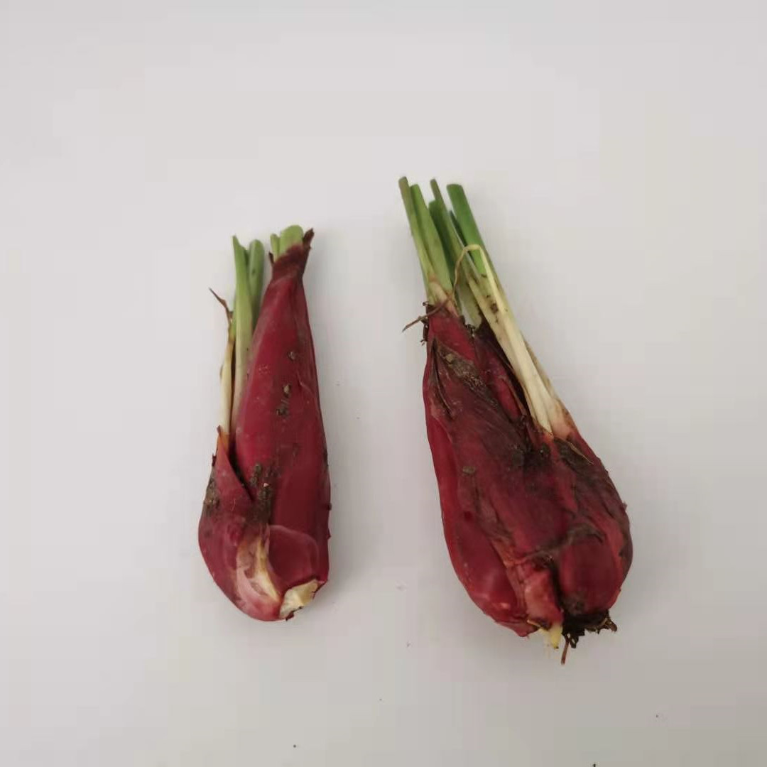 红葱头新鲜小红蒜根中药材百步还阳红血调料包邮葱类