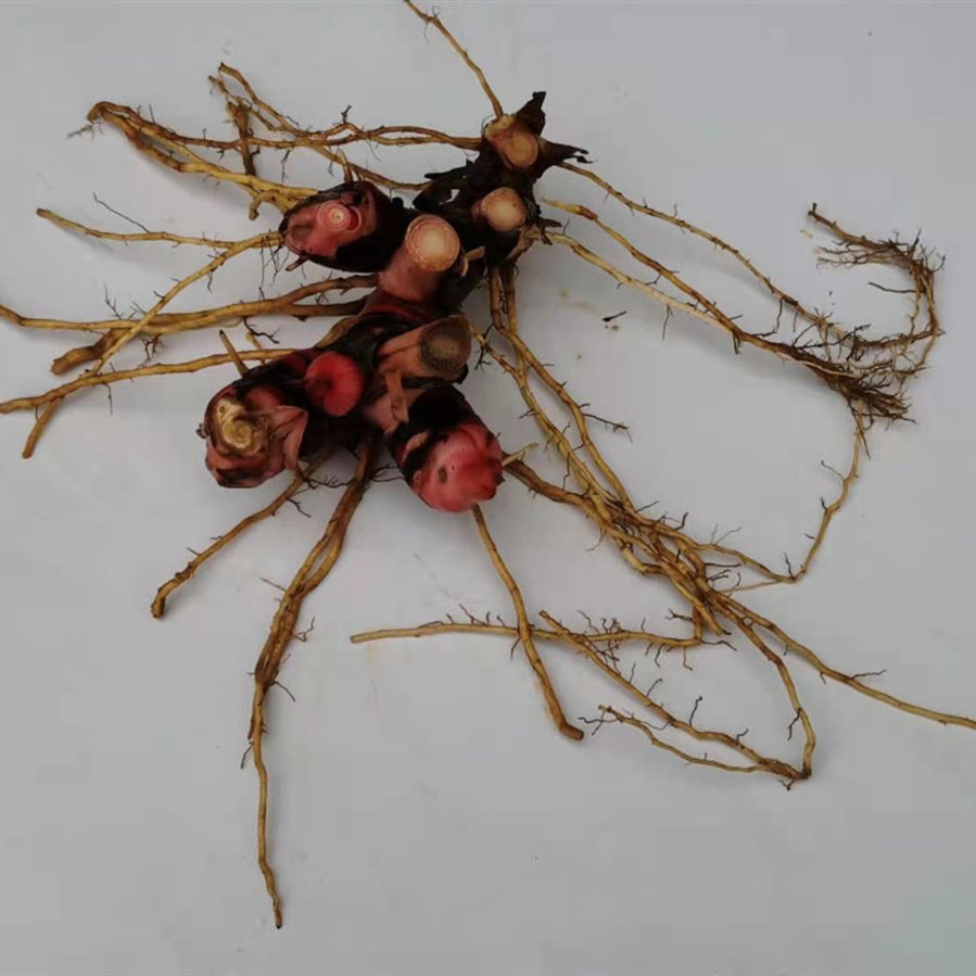 新鲜南姜山姜带根须冬阴功汤东南亚料理潮汕牛肉生姜