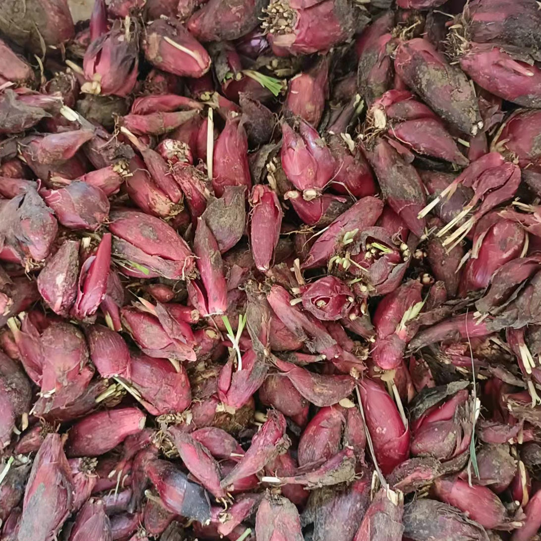 红葱头新鲜小红蒜根中药材百步还阳红血调料包邮葱类