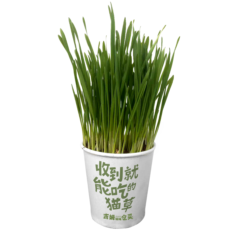 猫草即食盆栽排毛好的纸杯新鲜麦草催吐化毛猫零食罐