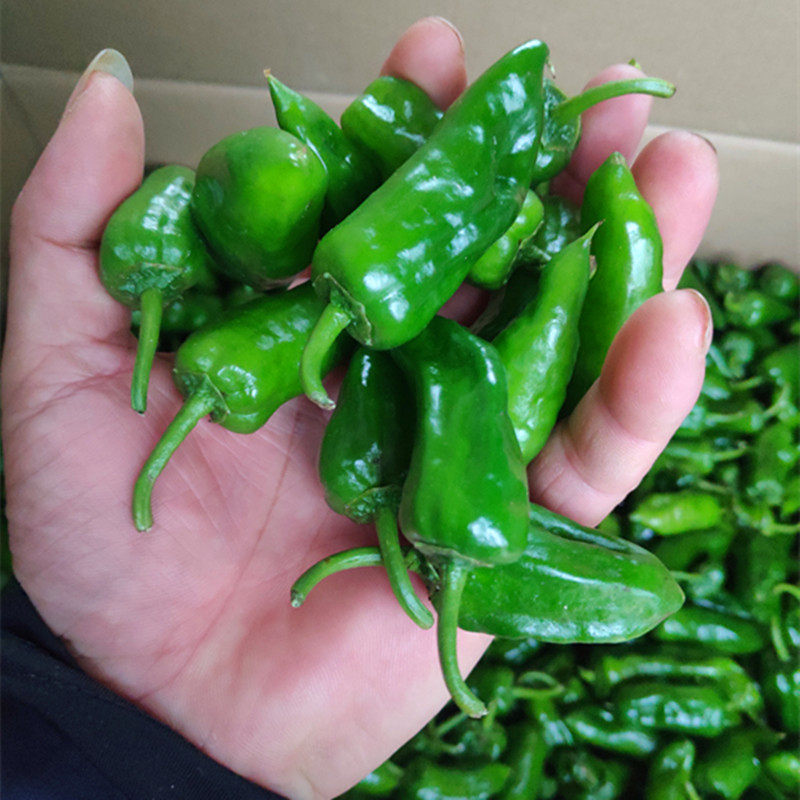 辣椒江西特产丰收枫树上饶食用小青椒现摘精心辣椒