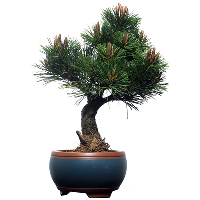 华瑞优景矮接精品日本千寿丸素材盆景四季常青松柏老桩盆栽阳台