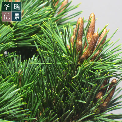 华瑞优景矮接精品日本千寿丸素材盆景四季常青松柏老桩盆栽阳台