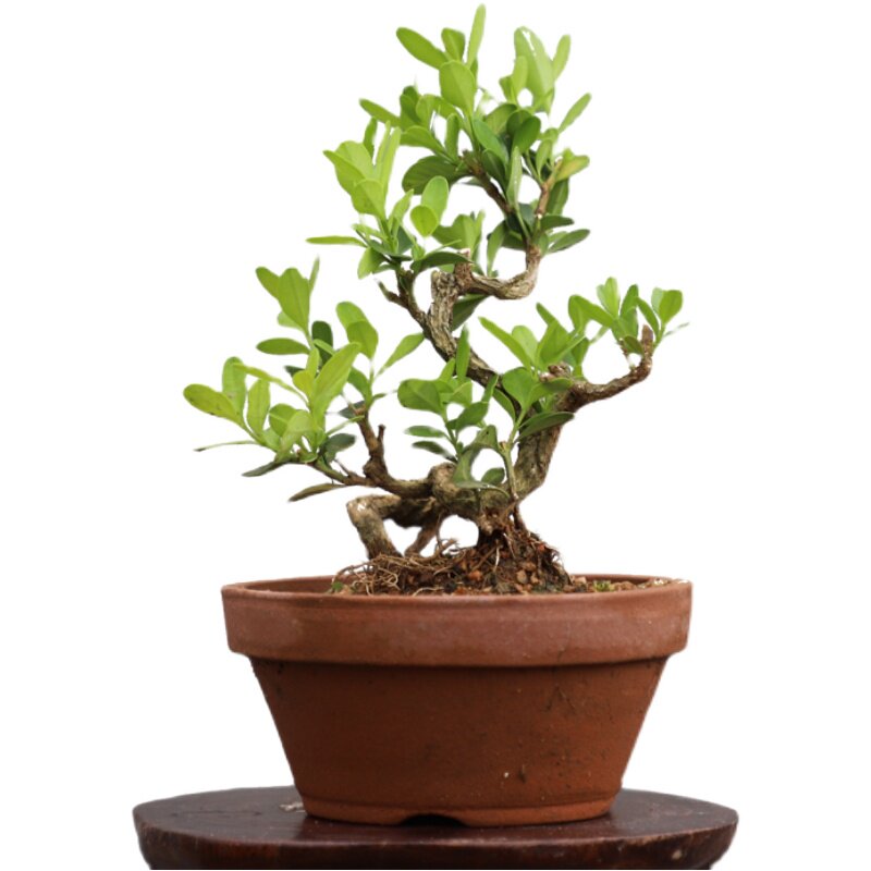 微型黄杨盆景小叶瓜子品种盆栽室内窗台植物绿植