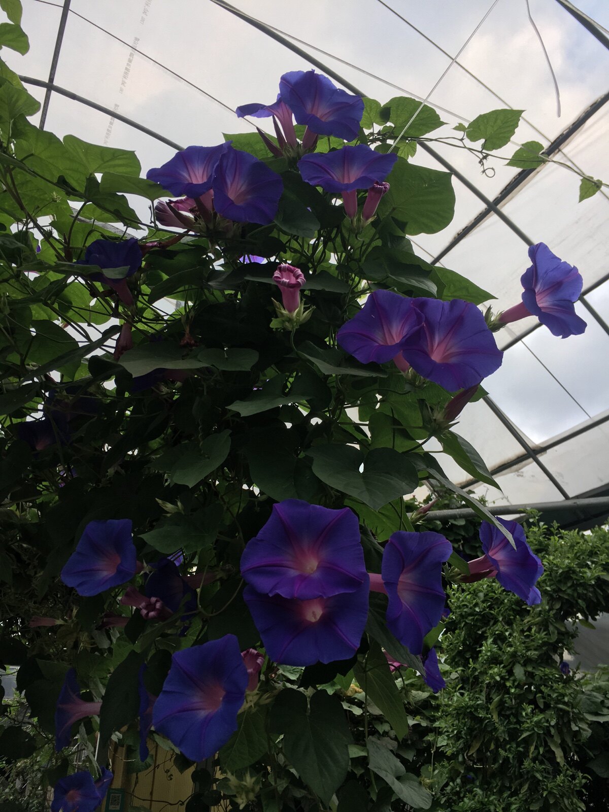 英国大花牵牛,美国牵牛,多年生宿根牵牛-优惠券查询