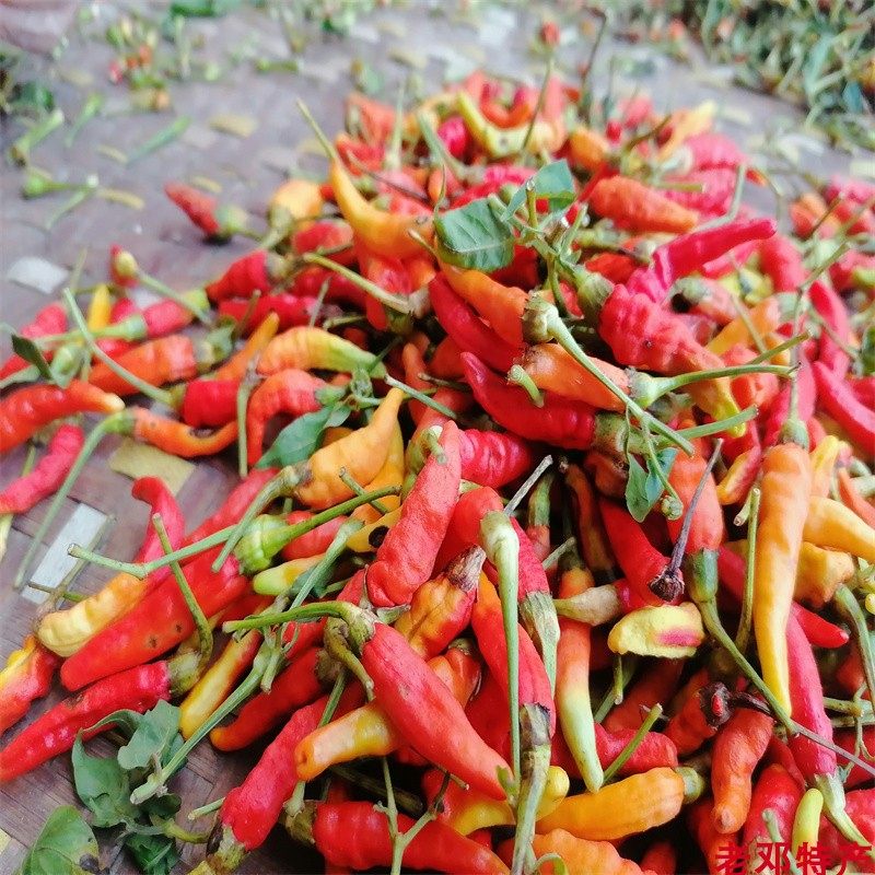 霸王辣椒酱手工南雄特产雷蕾酱特辣指天辣魔鬼超级辣椒酱