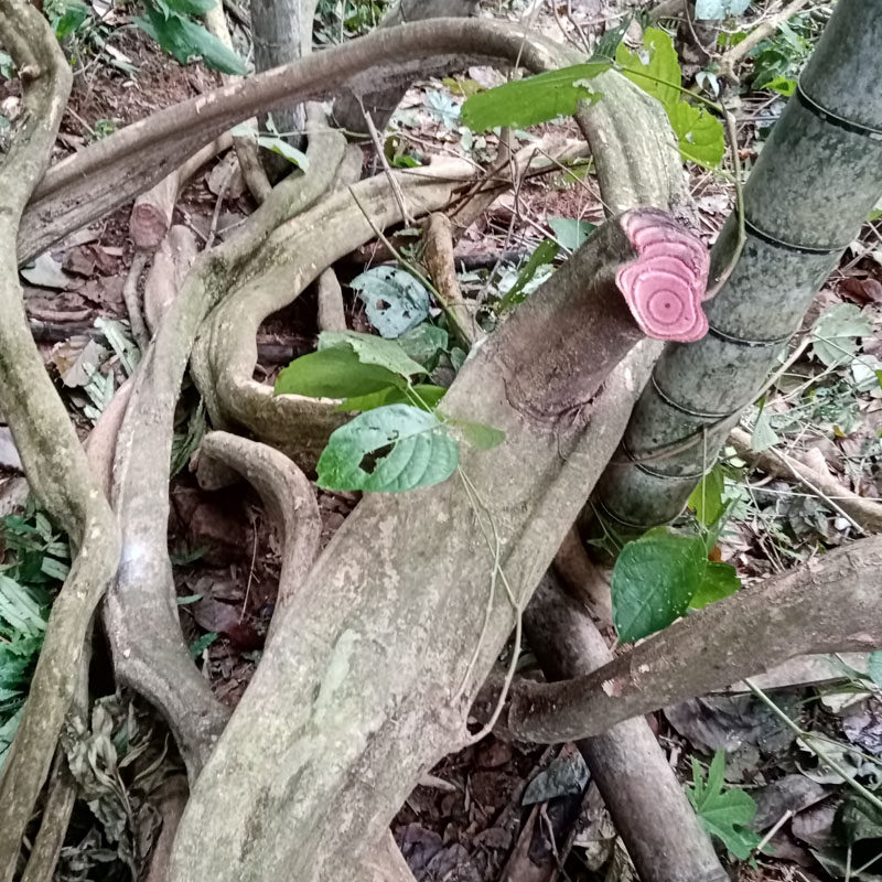 河源野生鸡血九层风血风老新鲜干货月经调理其他药食同源食品