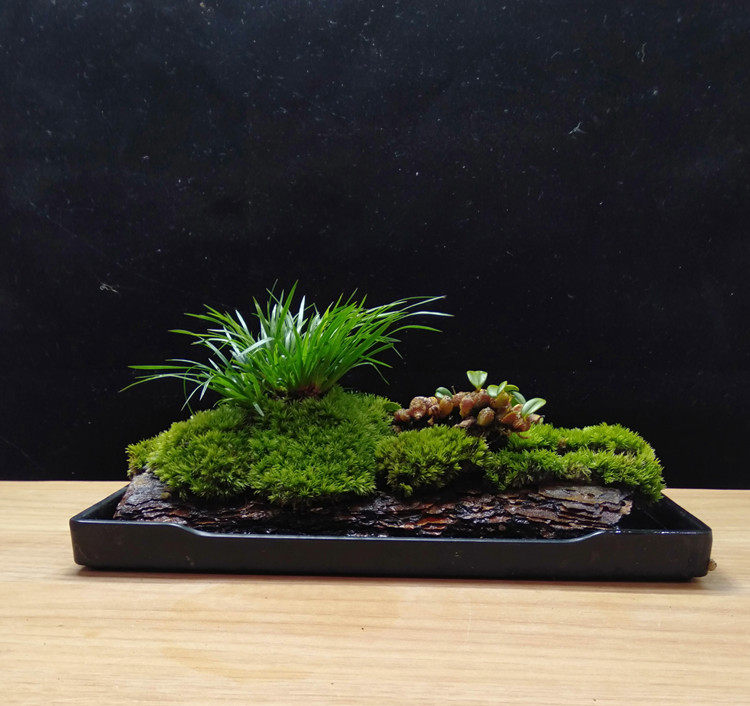 成品发货菖蒲苔藓景观矮种石斛兰花造景景好创意迷你植物