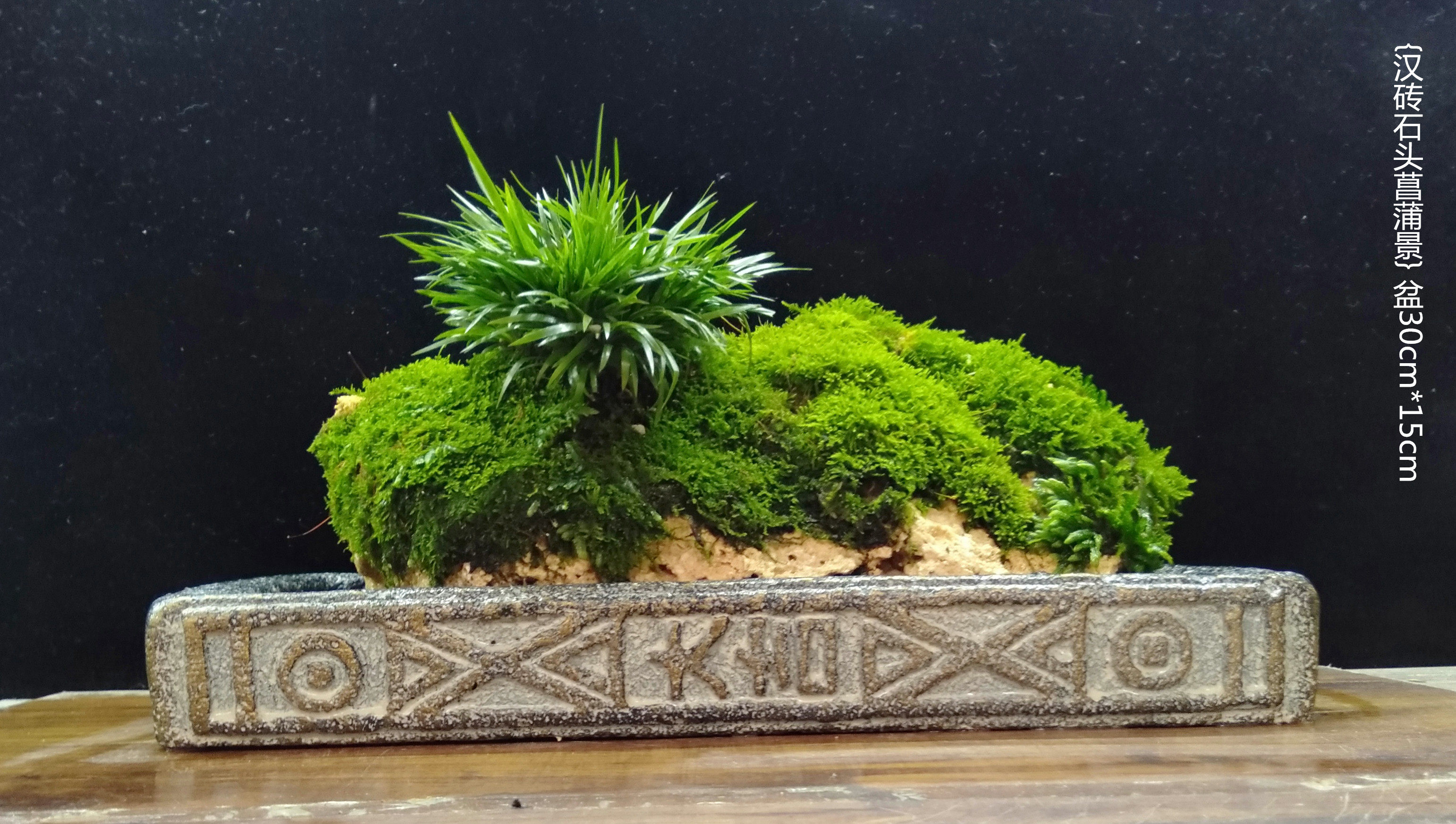 菖蒲清香木石上盆景日式苔藓景观茶道盆栽水培绿植