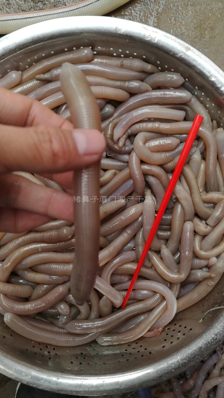 沙虫北海小号天然晒海肠子食用水产干货沙袋其它