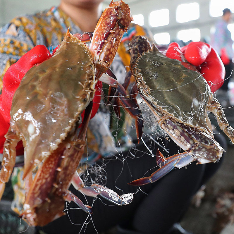 船小丹东梭子鲜活海鲜黄海野生大飞东港特产梭子蟹