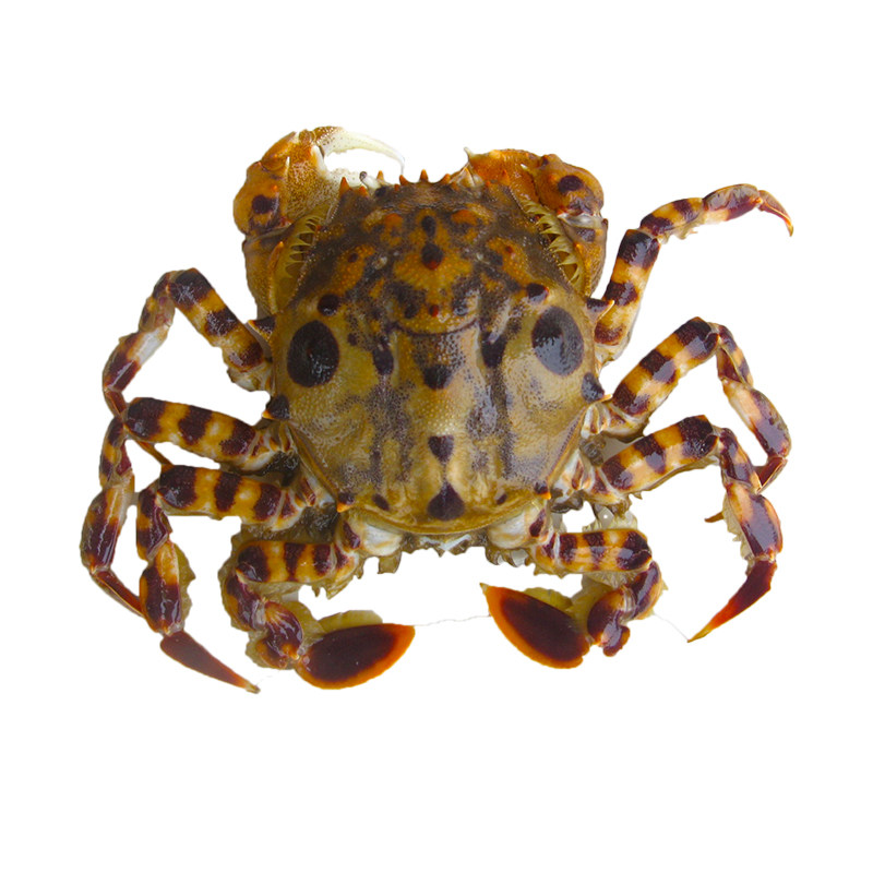 虎头蟹鬼脸蟹螃蟹梭子蟹大闸蟹河蟹冰鲜活海鲜丹东飞蟹红膏梭子蟹