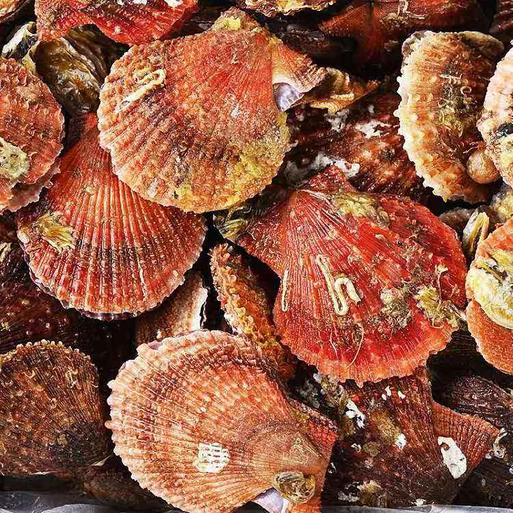 扇贝青岛特产真手剥栉孔原汁原味免洗红壳隔水蒸无扇贝