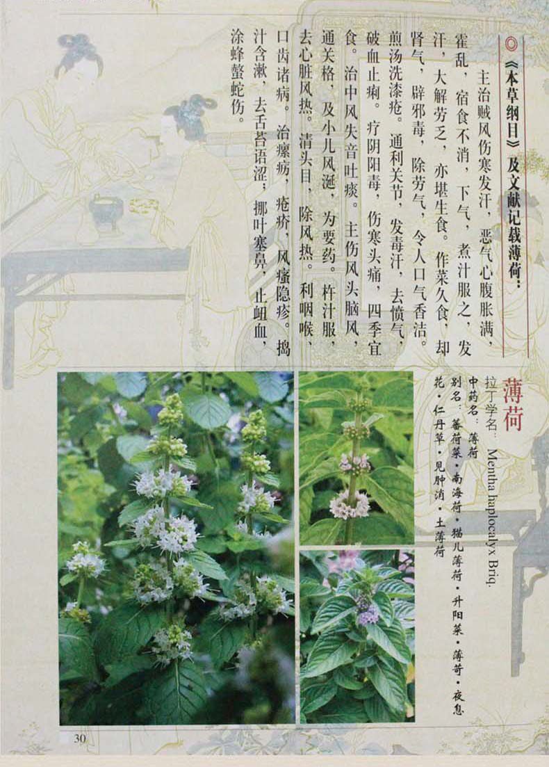 本草纲目正版彩图 图解白话彩图版药方药膳 李时珍原著中医医学书籍