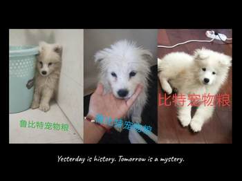 ອາຫານຫມາທີ່ເຮັດຢູ່ເຮືອນ 5 ປອນ Pomeranian VIP Teddy Samoyed Golden Retriever ຜົມທີ່ສວຍງາມດ້ວຍທາດການຊຽມເສີມອາຫານ puppy 2.5KG ສົ່ງຟຣີ