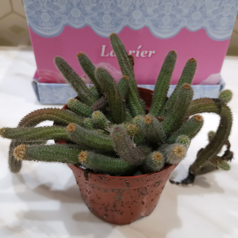 多肉毛毛虫绿植开花仙人科鼠尾防辐射办公桌盆栽神仙多肉植物