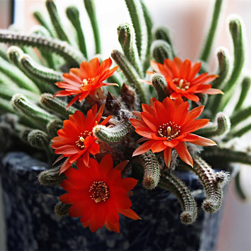 多肉毛毛虫绿植开花仙人科鼠尾防辐射办公桌盆栽神仙多肉植物