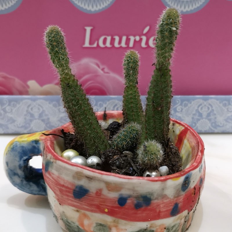 多肉毛毛虫绿植开花仙人科鼠尾防辐射办公桌盆栽神仙多肉植物