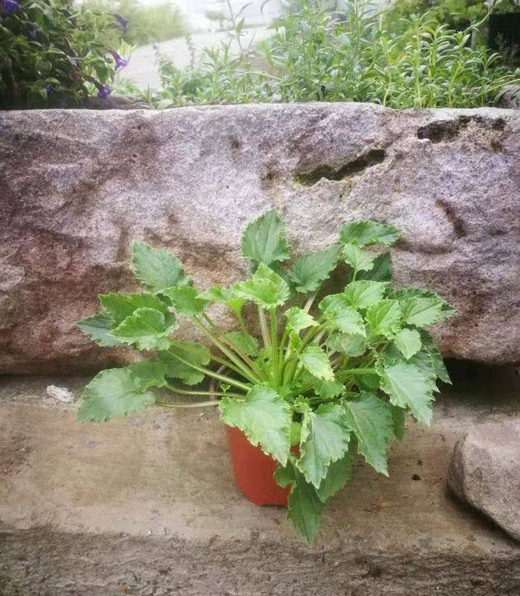 日本重瓣风铃草红衣宿根多年生耐阴耐寒耐热15cm时令草本花卉