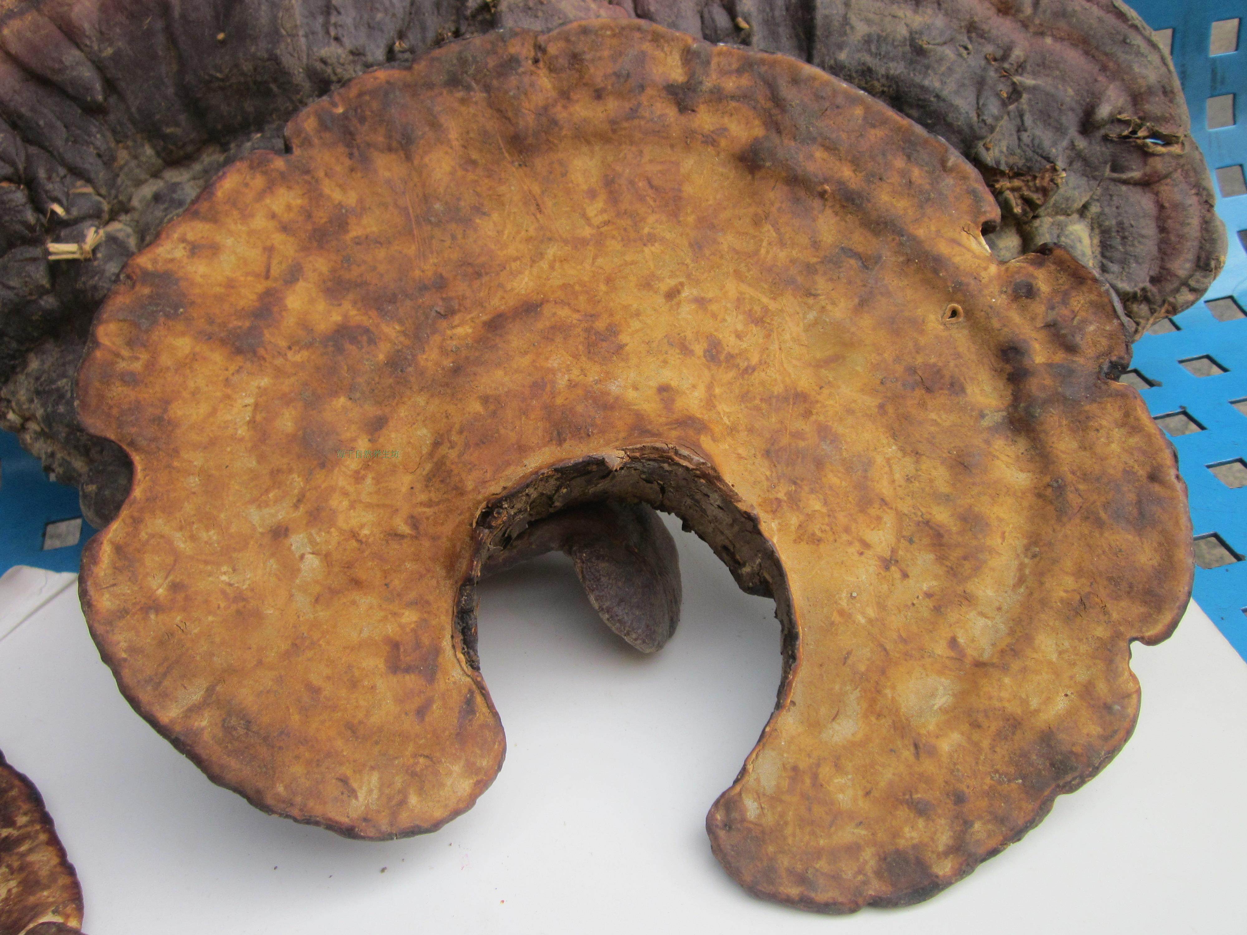 灵芝赤芝野生赤灵芝无柄灵芝500克野生灵芝大树舌灵芝林芝包邮