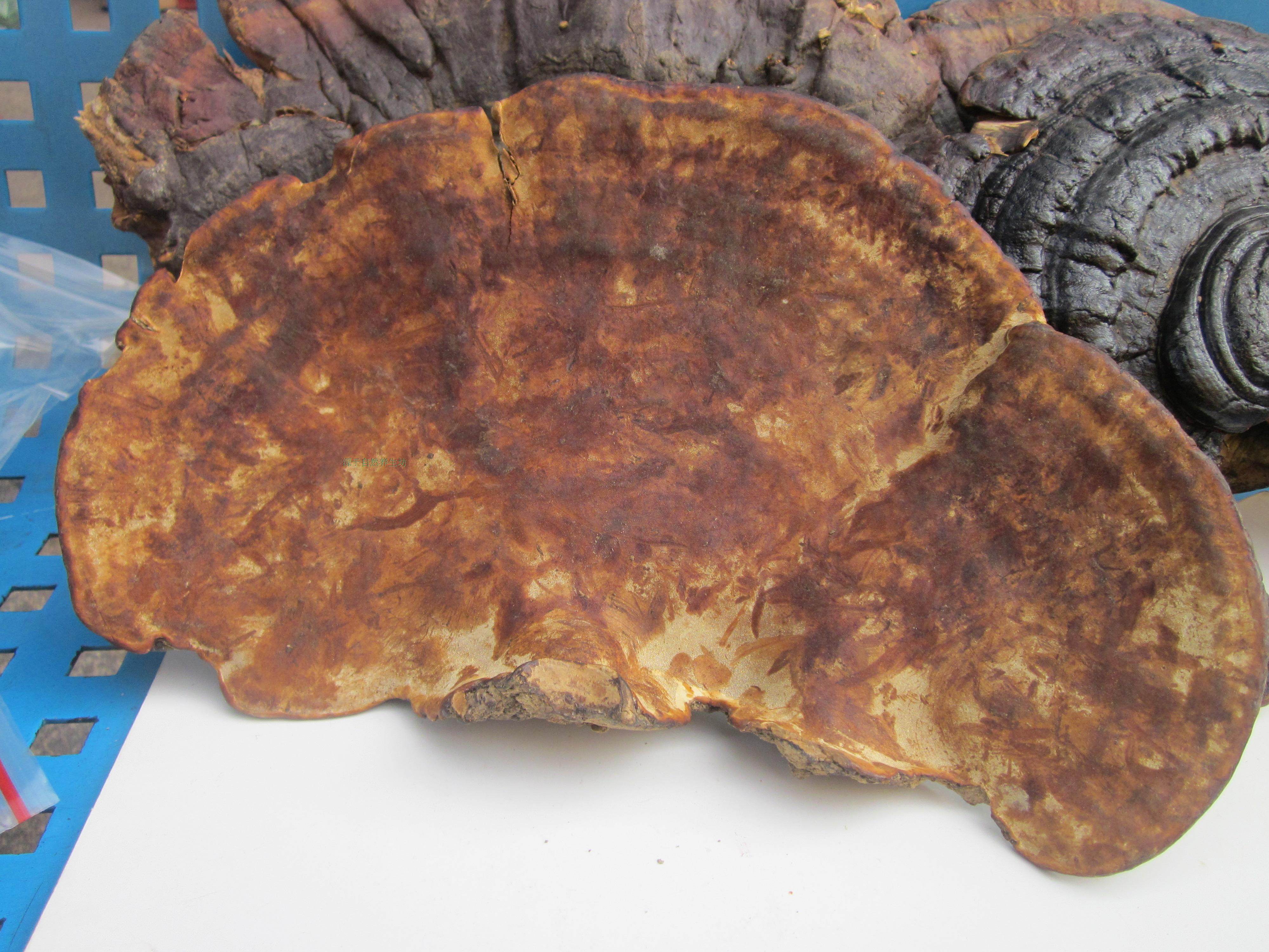 正品平盖灵芝/青芝/龙芝灵芝/野生平盖灵芝1斤188元