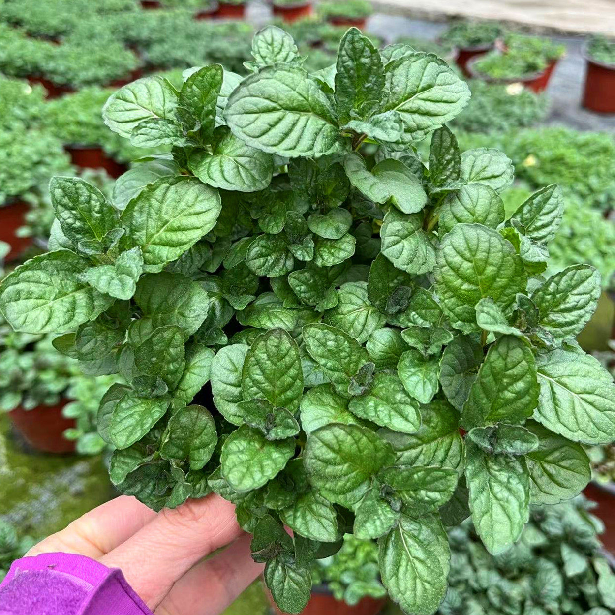 薄荷留兰香柠檬食用香草盆栽花卉泡茶西餐调料花卉