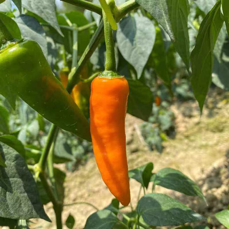 现摘福建永安黄椒泡农家种鲜辣椒小黄香辣泡椒辣椒