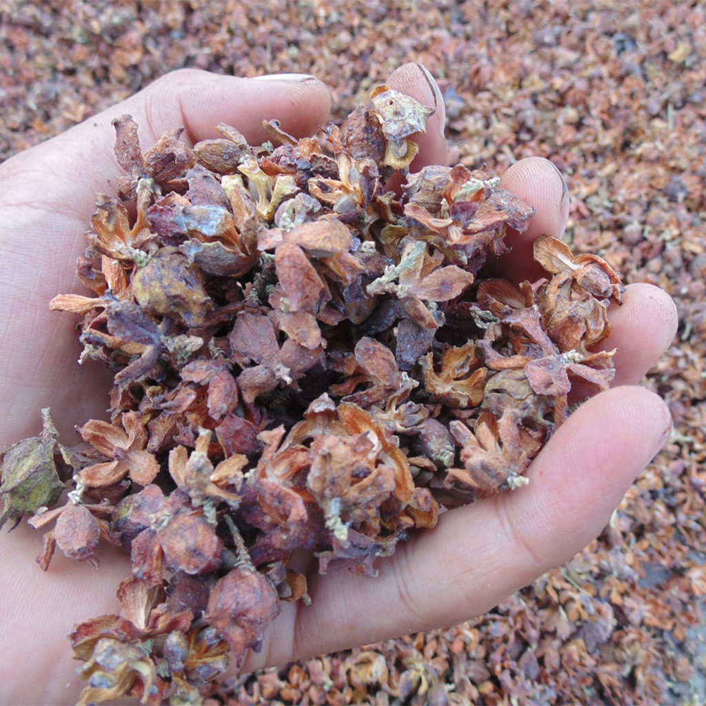 整护单人明子壳决酸枣荞麦睡眠枕头柏籽枕芯枕头