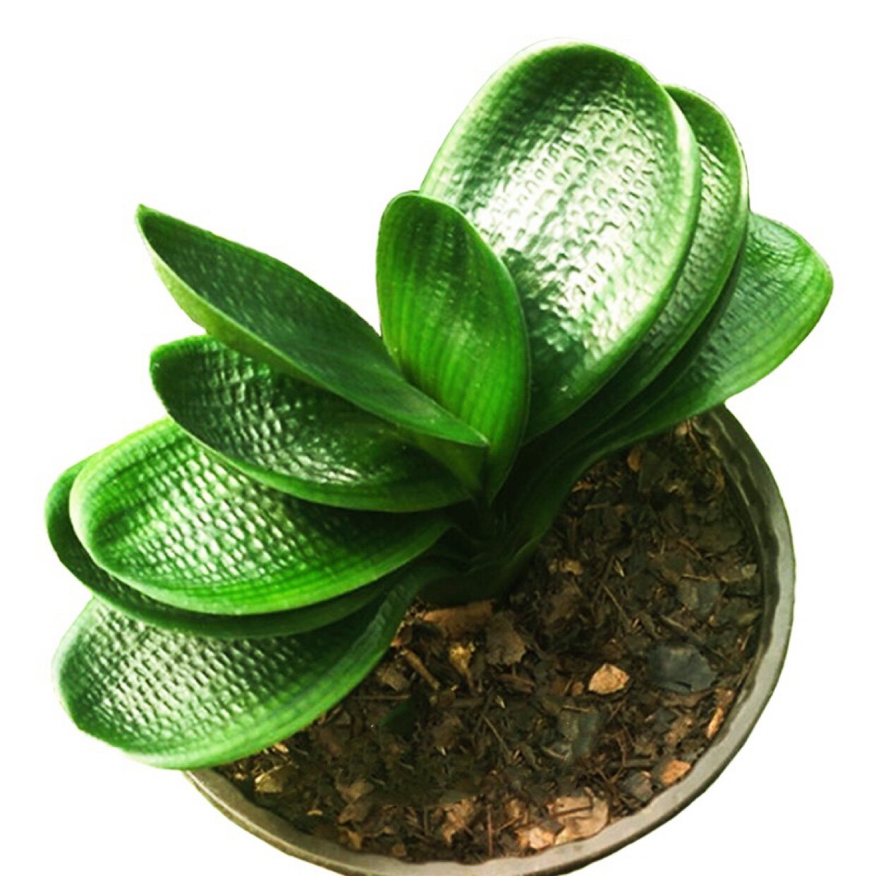 长春新款四季精品名贵君子兰玉麒麟小苗绿植室内绿植