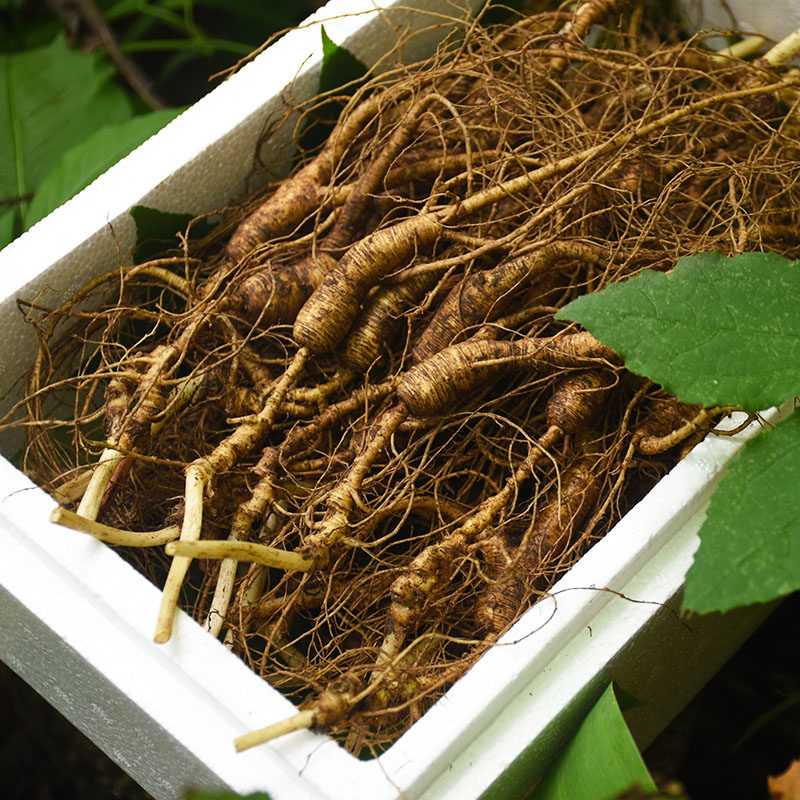 长白山野生新鲜林下籽老山参残支15-20年林下山参半斤礼盒装包邮