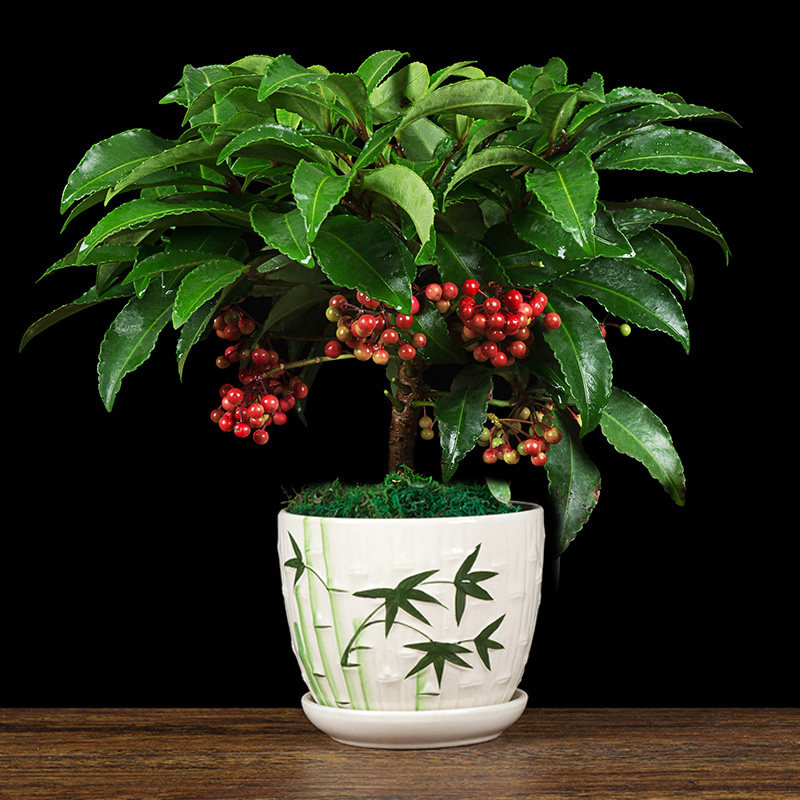 富贵盆栽室内客厅北方耐寒植物四季常青招财绿植