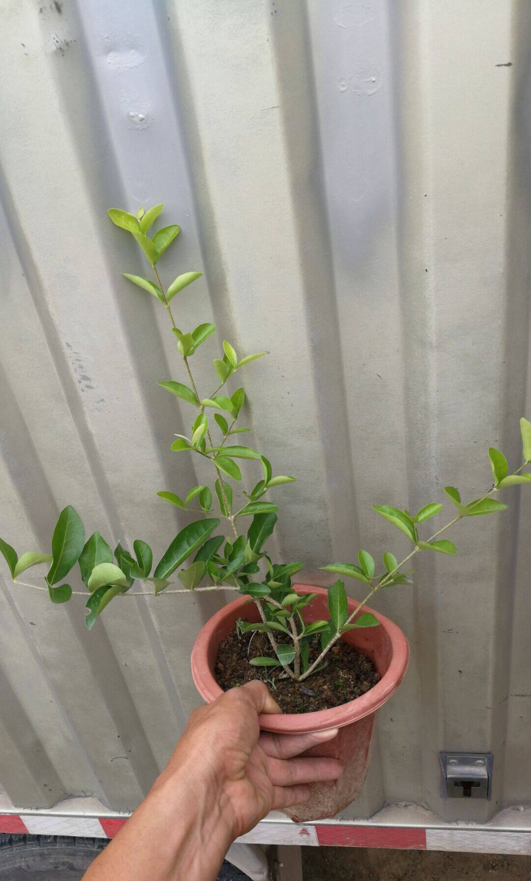 果树针叶樱桃西印度樱桃花美果好吃一年多次结果,一年左右可结果