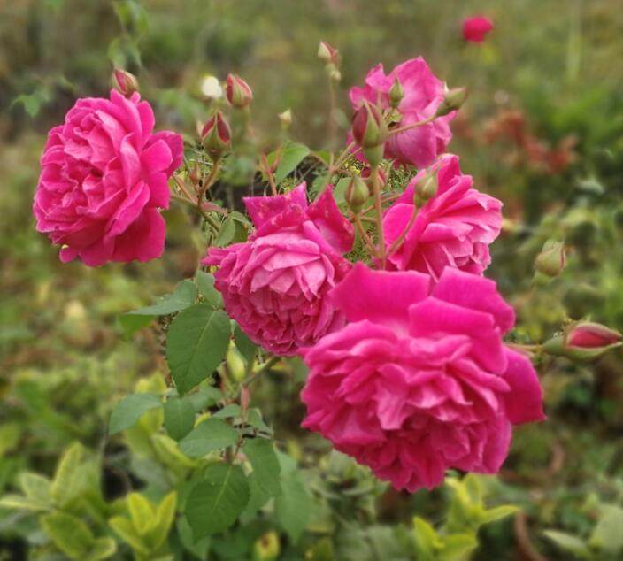 中国飞舞紫燕飞紫燕藤本月季香水千瓣古老四面品种时令草本花卉