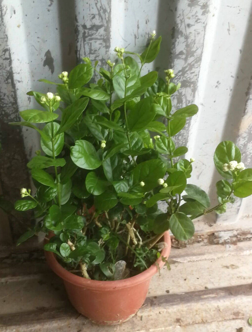 圆叶盆栽花卉花大花瓣南大虎头茉莉花花卉