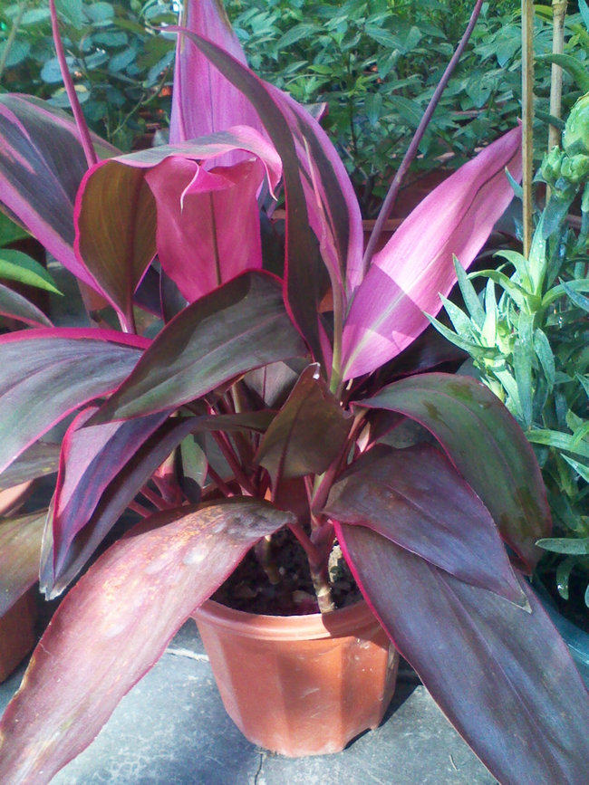 广东省植物季节随着叶子朱蕉红叶叶色天才盆栽绿植