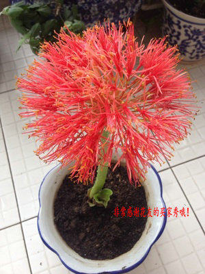 盆栽球根花卉石蒜类网球开花可达15cm冬春没叶种球